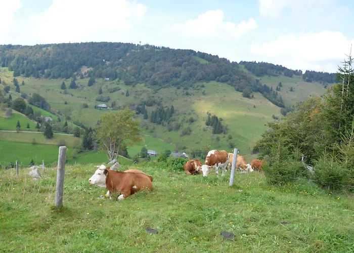 Sport Rees - Pia Daire